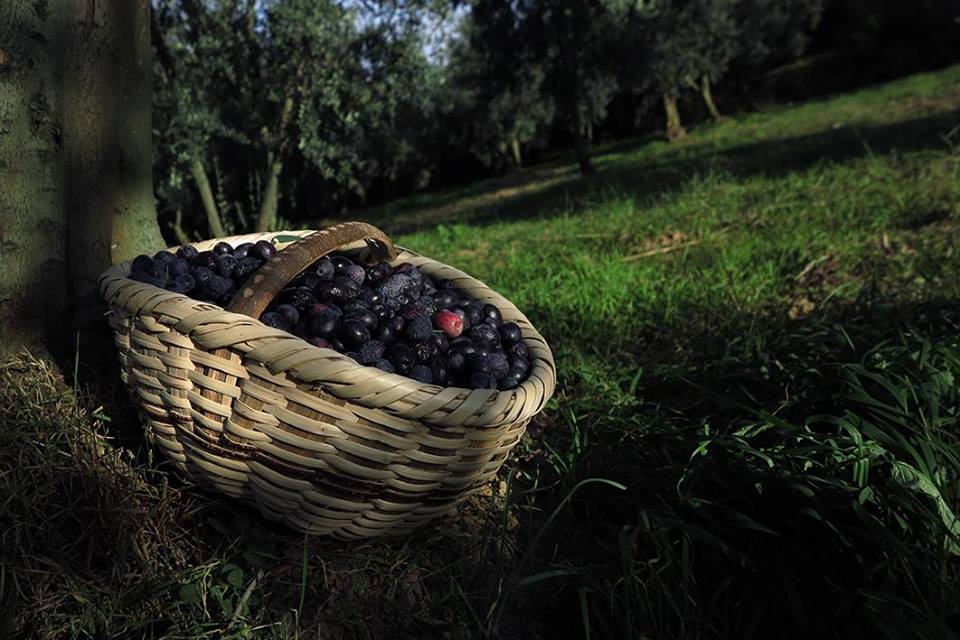 Zeytin hakkında her şey